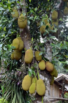Jackfruechte on a tree near the village of Mae Hong Son in the north of Thailand in South East Asia.