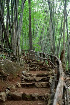 A Bamboo forest on the mountain road from Mae Hong Son village to Mae Aw in northern Thailand in South East Asia.
