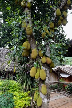 Jackfruechte on a tree near the village of Mae Hong Son in the north of Thailand in South East Asia.