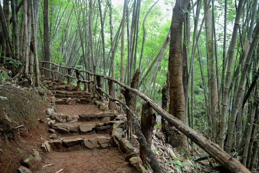 A Bamboo forest on the mountain road from Mae Hong Son village to Mae Aw in northern Thailand in South East Asia.