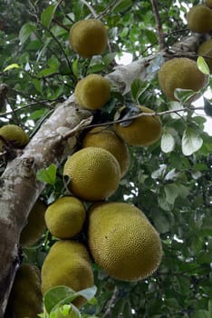 Jackfruechte on a tree near the village of Mae Hong Son in the north of Thailand in South East Asia.