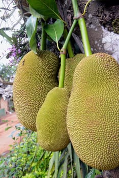 Jackfruechte on a tree near the village of Mae Hong Son in the north of Thailand in South East Asia.