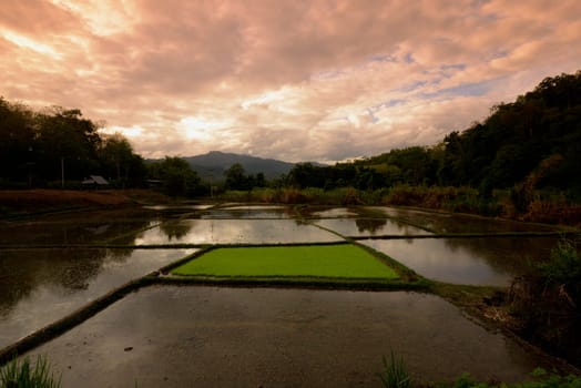 A rice field near the village of Mae Hong Son in northern Thailand in South East Asia.