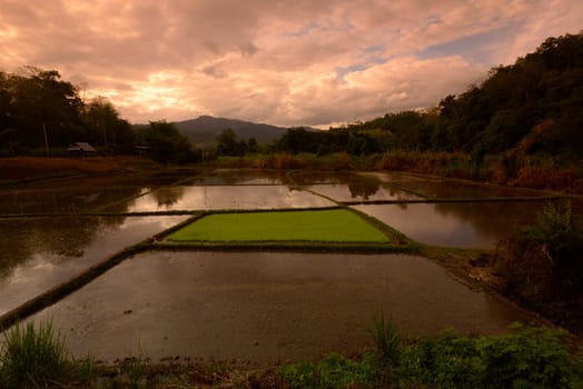 A rice field near the village of Mae Hong Son in northern Thailand in South East Asia.
