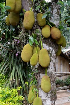 Jackfruechte on a tree near the village of Mae Hong Son in the north of Thailand in South East Asia.