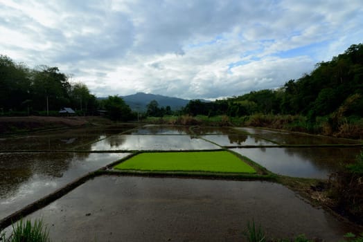 A rice field near the village of Mae Hong Son in northern Thailand in South East Asia.
