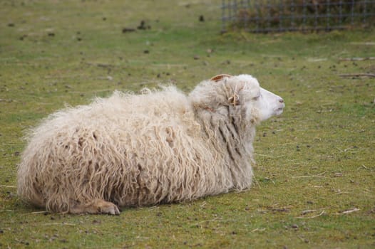 Sheep