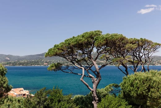 St-Tropez,View of the Gulf of St-Tropez,VG Aleppo Pine,Pinus halepensis,South of France,Europe