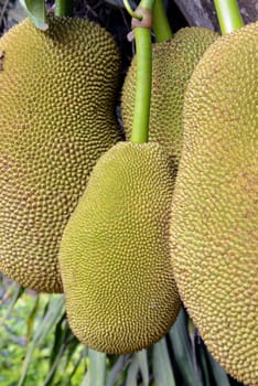 Jackfruechte on a tree near the village of Mae Hong Son in the north of Thailand in South East Asia.