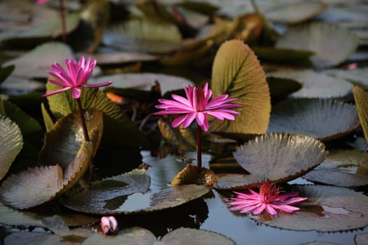 A water lily garden in a hotel park in the temple city of Ayutthaya,Thailand.