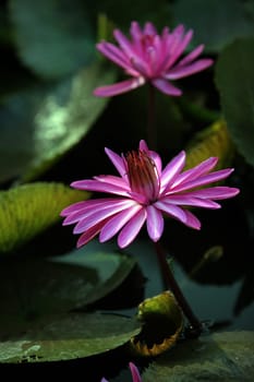 A water lily garden in a hotel park in the temple city of Ayutthaya,Thailand.