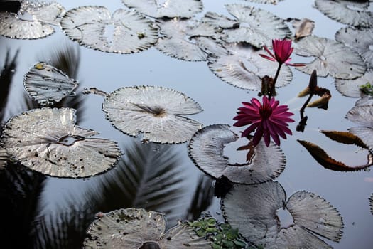 A water lily garden in a hotel park in the temple city of Ayutthaya,Thailand.