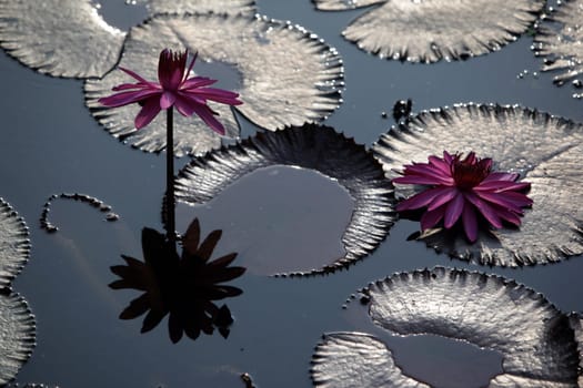 A water lily garden in a hotel park in the temple city of Ayutthaya,Thailand.