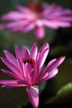 A water lily garden in a hotel park in the temple city of Ayutthaya,Thailand.