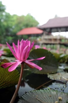 A water lily garden in a hotel park in the temple city of Ayutthaya,Thailand.