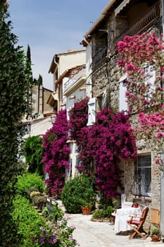 Grimaud,Old Town Lane with Bougainvillea glabra,Tripleflower on the Cote d'Azur - Grimaud,Old town lane with Bougainvillea glabra,Lesser Bougainvillea,Paper flower,Cote d'Azur,Southern France,Europe