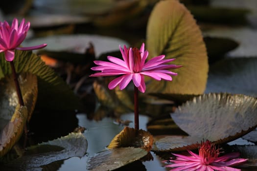 A water lily garden in a hotel park in the temple city of Ayutthaya,Thailand.