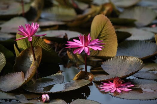 A water lily garden in a hotel park in the temple city of Ayutthaya,Thailand.