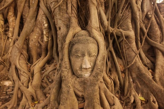 A stone head woven into a tree at Wat Phra Mahathat Temple in the temple city of Ayutthaya,Thailand