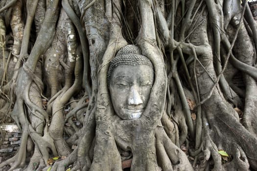 A stone head woven into a tree at Wat Phra Mahathat Temple in the temple city of Ayutthaya,Thailand.