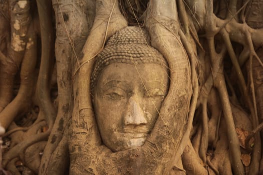 A stone head woven into a tree at Wat Phra Mahathat Temple in the temple city of Ayutthaya,Thailand.