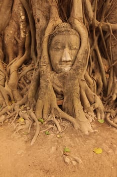 A stone head woven into a tree at Wat Phra Mahathat Temple in the temple city of Ayutthaya,Thailand.