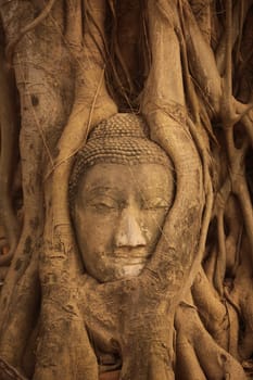 A stone head woven into a tree at Wat Phra Mahathat Temple in the temple city of Ayutthaya,Thailand