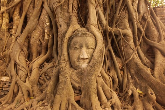 A stone head woven into a tree at Wat Phra Mahathat Temple in the temple city of Ayutthaya,Thailand