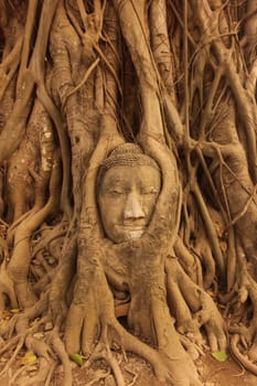 A stone head woven into a tree at Wat Phra Mahathat Temple in the temple city of Ayutthaya,Thailand