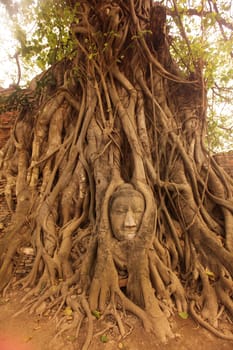 A stone head woven into a tree at Wat Phra Mahathat Temple in the temple city of Ayutthaya,Thailand.