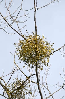 The photograph of a mistletoe in a treetop.