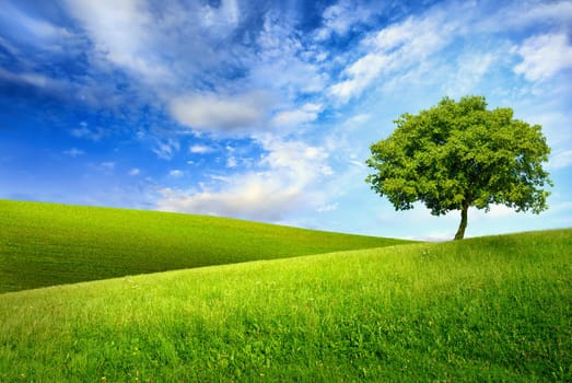 Dreamy landscape with a single tree on a hilly meadow