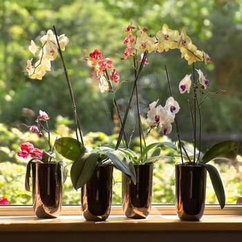 Window-sill and plant pots with Moth Orchids or Phalaenopsis with glassreflections and trees in background outdoors - square
