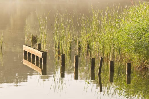 Stakes and reed at sunrise at the waterside in summer