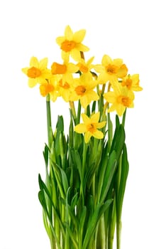 A bunch of flowered daffodils on a white background