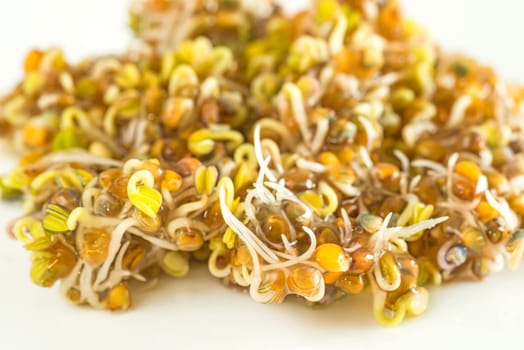 Ruccola sprouts