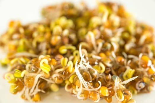 Ruccola sprouts