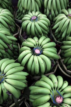 Bananas at the Pak Khlong market of Bangkok's capital of Thailand in South East Asia.