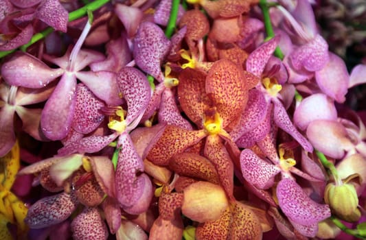 Flowers at the Pak Khlong Market of Bangkok's capital of Thailand in South East Asia.
