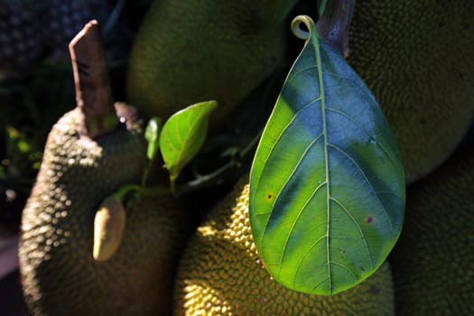 Jackfruit at the Pak Khlong Market of Bangkok the capital of Thailand in South East Asia
