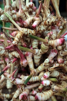 Growing roots on the Pak Khlong market of Bangkok's capital of Thailand in South East Asia.