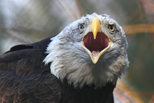 Bald eagle