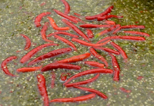 Roter Chili auf einem Markt in der Hauptstadt Bangkok von Thailand in Suedostasien.