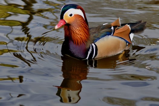 Mandarin duck