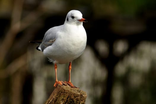 Sielbermöwe