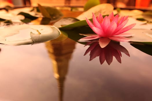 A lotus flower in Wat Phra Keo in the Temple Gelaende near the Royal Palace in the historic center of the capital Bangkok in Thailand.
