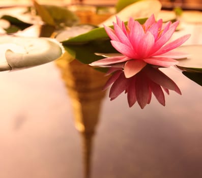 A lotus flower in Wat Phra Keo in the Temple Gelaende near the Royal Palace in the historic center of the capital Bangkok in Thailand.