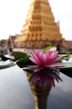 A lotus flower in Wat Phra Keo in the Temple Gelaende near the Royal Palace in the historic center of the capital Bangkok in Thailand.