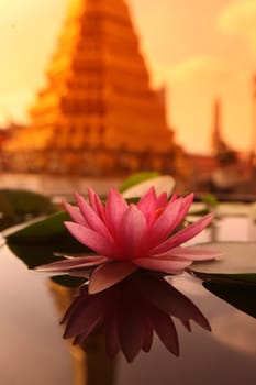 A lotus flower in Wat Phra Keo in the Temple Gelaende near the Royal Palace in the historic center of the capital Bangkok in Thailand.