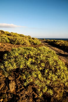 Cactus in the Desert at Sunset Tenerife South Canary Islands Spain